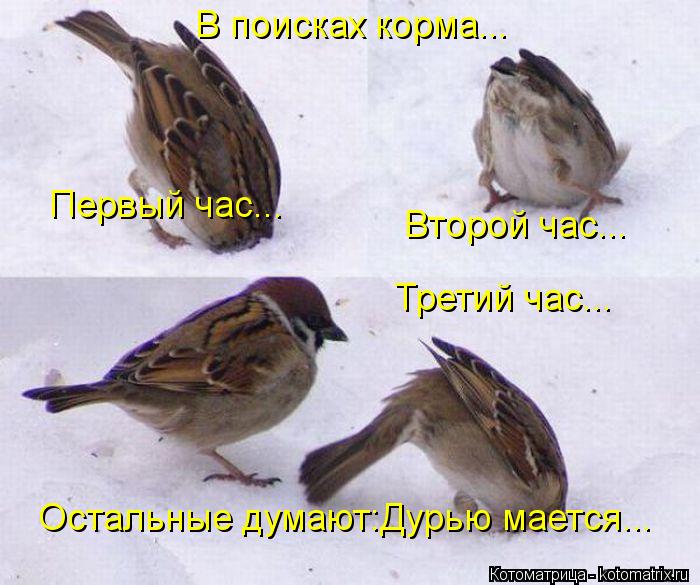 В поисках корма... Второй час... Первый час... Третий час... Остальные думают:Дурью мается...... Котоматрица: В поисках корма... Второй час... Первый час... Третий час... Остальные думают:Дурью мается...