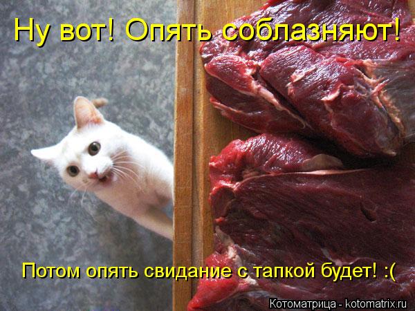 Ну вот! Опять соблазняют! Потом опять свидание с тапкой будет! :(... Котоматрица: Ну вот! Опять соблазняют! Потом опять свидание с тапкой будет! :(