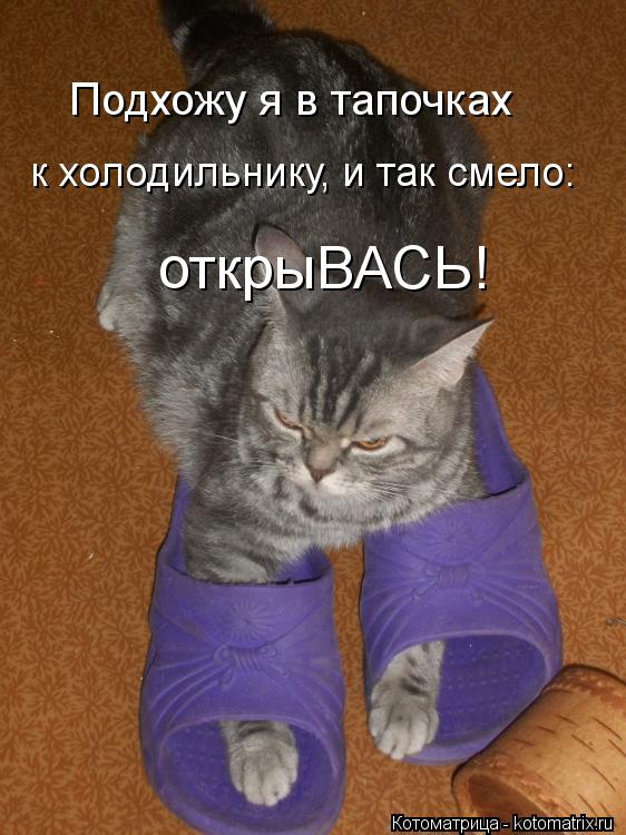 Подхожу я в тапочках к холодильнику, и так смело: открыВАСЬ!... Котоматрица: Подхожу я в тапочках к холодильнику, и так смело: открыВАСЬ!