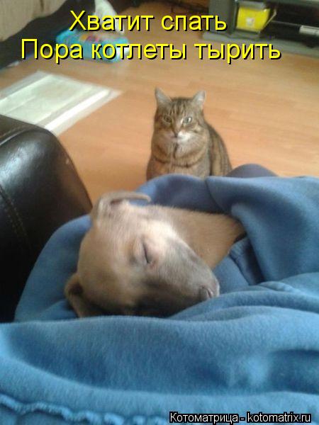 Хватит спать Пора котлеты тырить... Котоматрица: Хватит спать Пора котлеты тырить