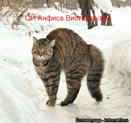 ОЙ Анфиса Вистингаузен... Котоматрица: ОЙ Анфиса Вистингаузен