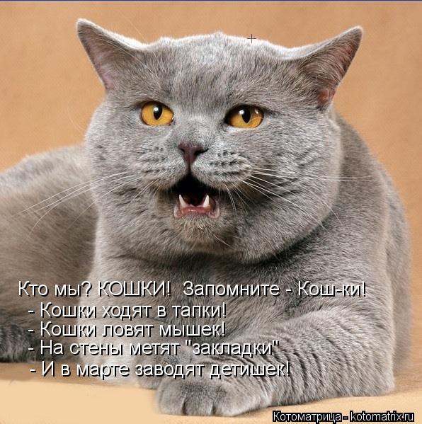 Кто мы? КОШКИ! Запомните - Кош-ки! - Кошки ходят в тапки! - Кошки ловят мышек! - И в марте заводят ... Котоматрица: Кто мы? КОШКИ! Запомните - Кош-ки! - Кошки ходят в тапки! - Кошки ловят мышек! - И в марте заводят детишек! - На стены метят "закладки"