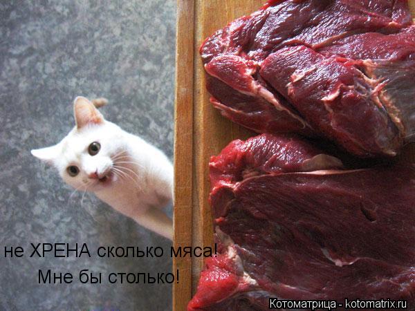 не ХРЕНА сколько мяса! Мне бы столько!... Котоматрица: не ХРЕНА сколько мяса! Мне бы столько!