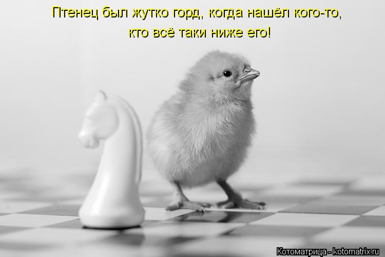 Птенец был жутко горд, когда нашёл кого-то, кто всё таки ниже его!... Котоматрица: Птенец был жутко горд, когда нашёл кого-то, кто всё таки ниже его!