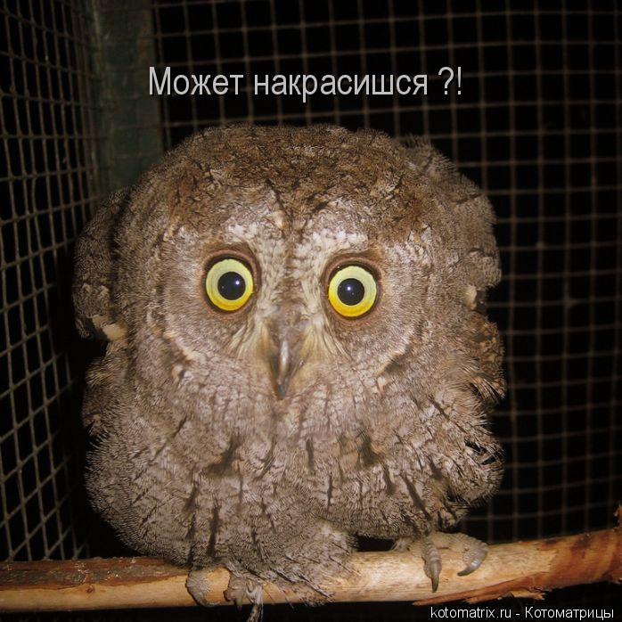 Может накрасишся ?!... Котоматрица: Может накрасишся ?!