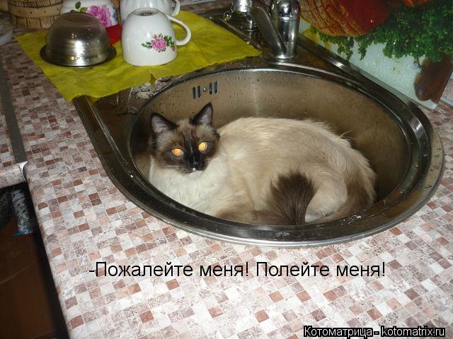 -Пожалейте меня! Полейте меня!... Котоматрица: -Пожалейте меня! Полейте меня!