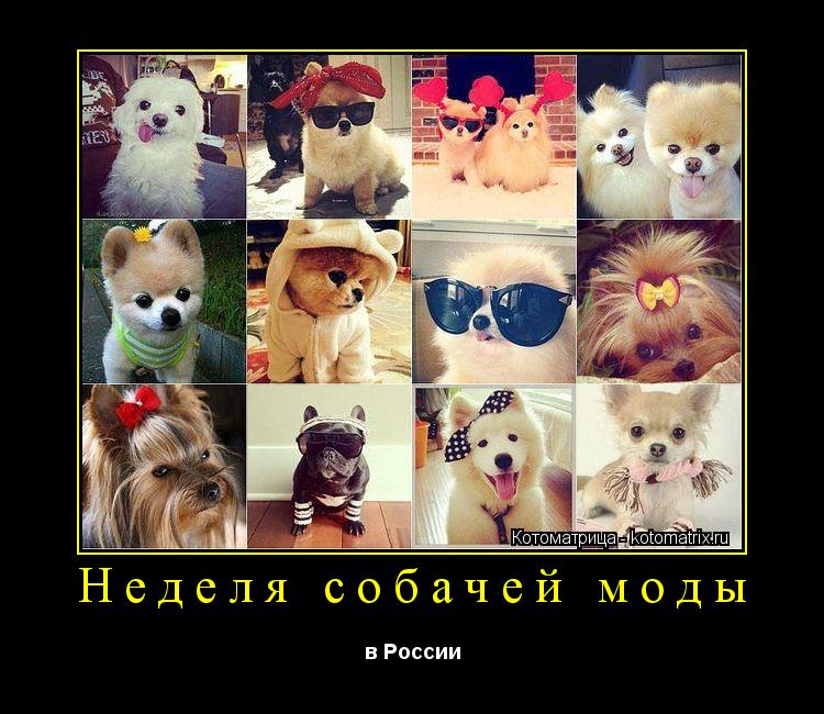 Неделя собачей моды в России... Котоматрица: Неделя собачей моды в России