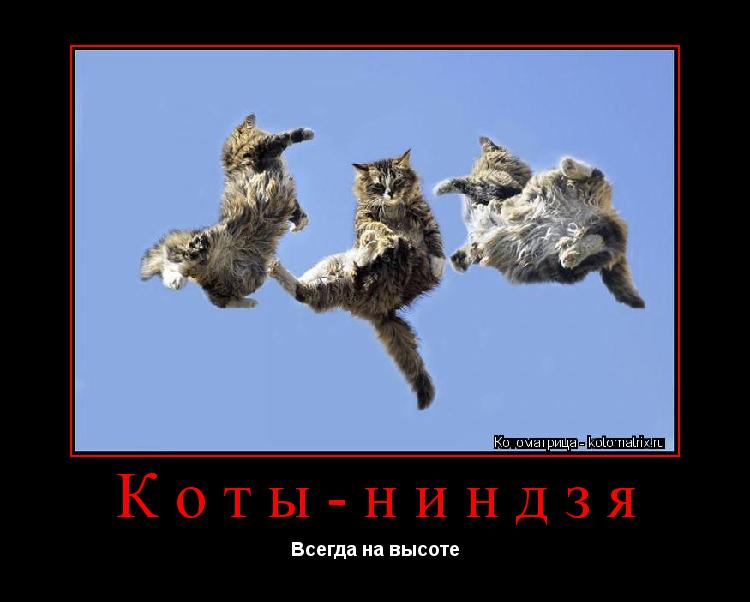 Коты-ниндзя Всегда на высоте... Котоматрица: Коты-ниндзя Всегда на высоте
