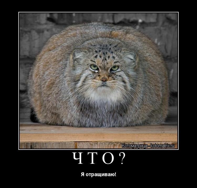ЧТО? Я отращиваю!... Котоматрица: ЧТО? Я отращиваю!