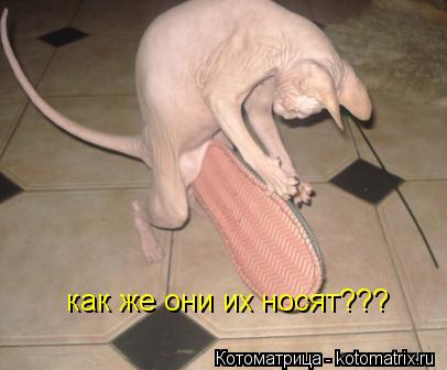 как же они их носят???... Котоматрица: как же они их носят???