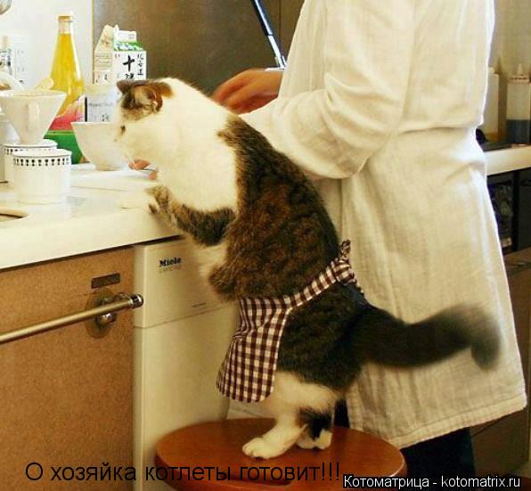 Котоматрица: О хозяйка котлеты готовит!!!