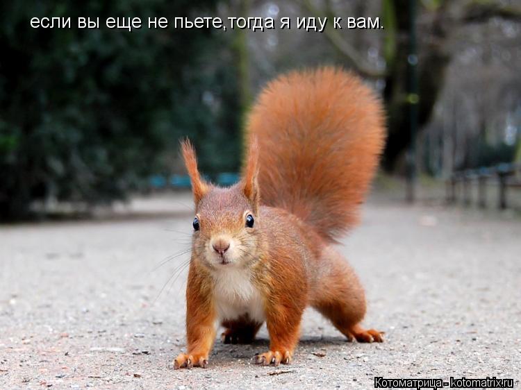 если вы еще не пьете,тогда я иду к вам.... Котоматрица: если вы еще не пьете,тогда я иду к вам.
