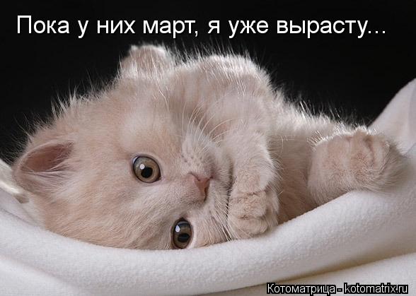 Котоматрица: Пока у них март, я уже вырасту...
