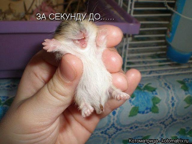 ЗА СЕКУНДУ ДО......... Котоматрица: ЗА СЕКУНДУ ДО......