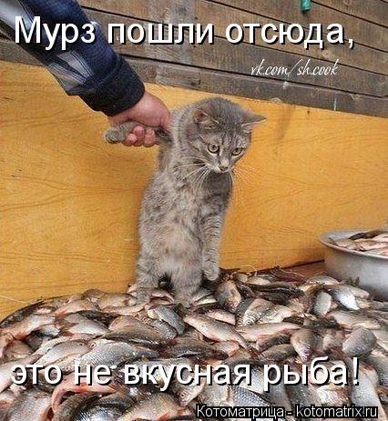 Мурз пошли отсюда, это не вкусная рыба!... Котоматрица: Мурз пошли отсюда, это не вкусная рыба!