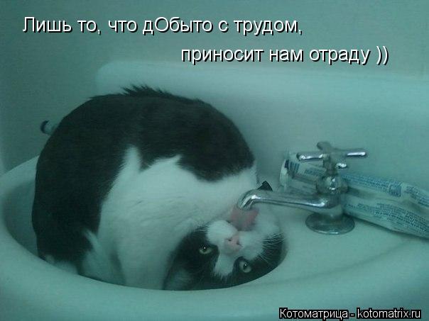 Котоматрица: Лишь то, что дОбыто с трудом, приносит нам отраду ))