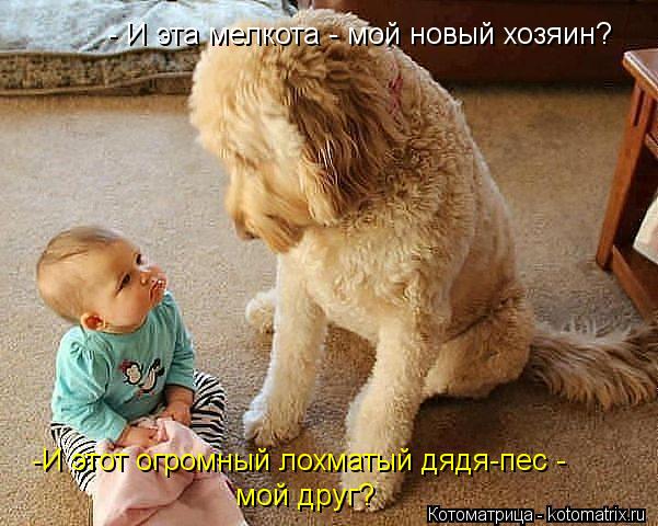 Котоматрица: -И этот огромный лохматый дядя-пес - мой друг? - И эта мелкота - мой новый хозяин?