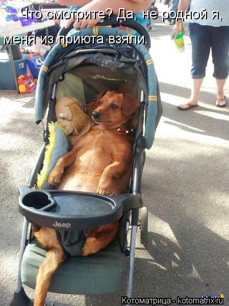 Котоматрица: Что смотрите? Да, не родной я, меня из приюта взяли.