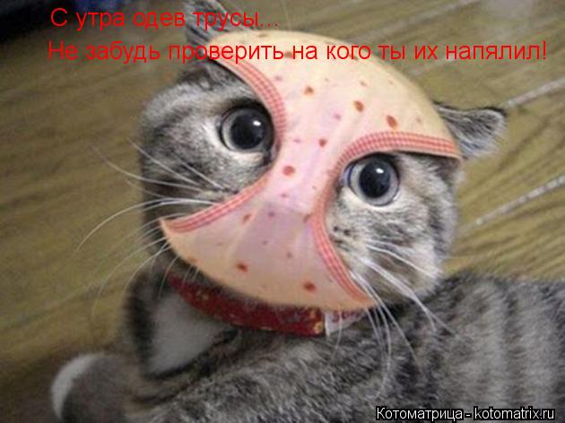 С утра одев трусы... Не забудь проверить на кого ты их напялил!... Котоматрица: С утра одев трусы... Не забудь проверить на кого ты их напялил!