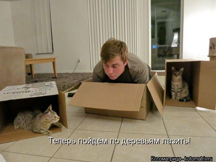 Котоматрица: Теперь пойдём по деревьям лазить!