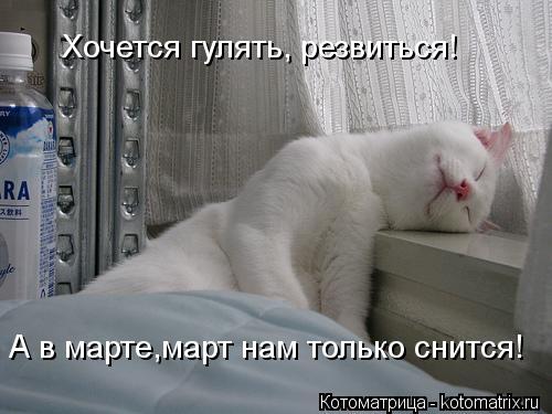 Котоматрица: Хочется гулять, резвиться! А в марте,март нам только снится!