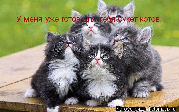Котоматрица: У меня уже готов для тебя букет котов!