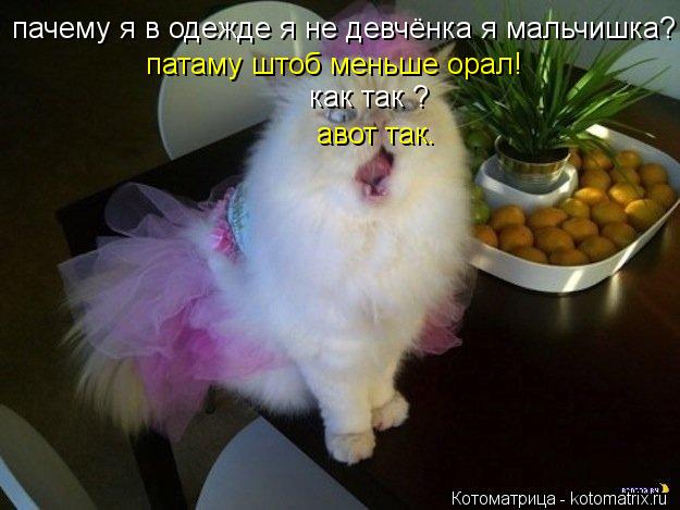 Котоматрица: пачему я в одежде я не девчёнка я мальчишка? патаму штоб меньше орал! как так ? авот так. авот так.