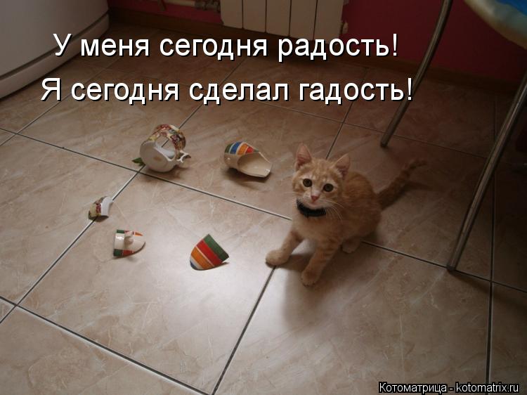 У меня сегодня радость! Я сегодня сделал гадость!... Котоматрица: У меня сегодня радость! Я сегодня сделал гадость!