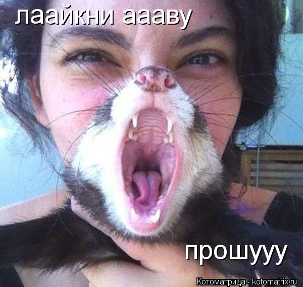 лаайкни аааву прошууу... Котоматрица: лаайкни аааву прошууу