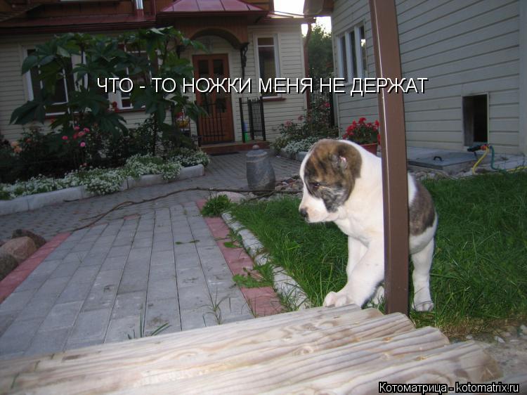 ЧТО - ТО НОЖКИ МЕНЯ НЕ ДЕРЖАТ... Котоматрица: ЧТО - ТО НОЖКИ МЕНЯ НЕ ДЕРЖАТ