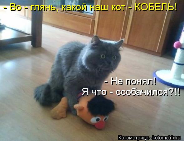 - Во - глянь, какой наш кот - КОБЕЛЬ! - Не понял! Я что - ссобачился?!!... Котоматрица: - Во - глянь, какой наш кот - КОБЕЛЬ! - Не понял! Я что - ссобачился?!!