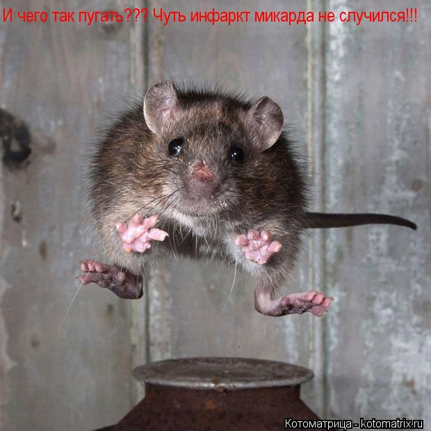 И чего так пугать??? Чуть инфаркт микарда не случился!!!... Котоматрица: И чего так пугать??? Чуть инфаркт микарда не случился!!!