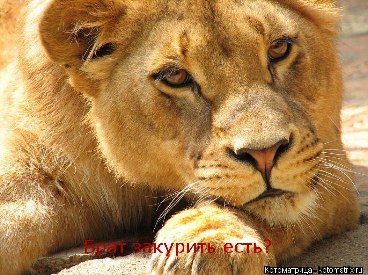 Брат закурить есть?... Котоматрица: Брат закурить есть?