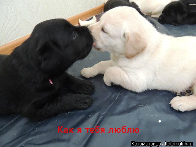 Как я тебя люблю... Котоматрица: Как я тебя люблю