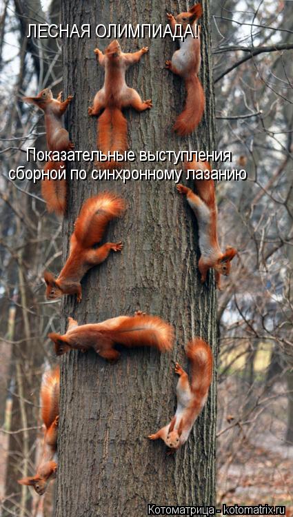 ЛЕСНАЯ ОЛИМПИАДА! Показательные выступления сборной по синхронному лазанию... Котоматрица: ЛЕСНАЯ ОЛИМПИАДА! Показательные выступления сборной по синхронному лазанию