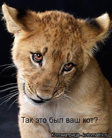 Так это был ваш кот?... Котоматрица: Так это был ваш кот?