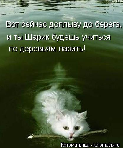 и ты Шарик будешь учиться по деревьям лазить! Вот сейчас доплыву до берега,... Котоматрица: и ты Шарик будешь учиться по деревьям лазить! Вот сейчас доплыву до берега,