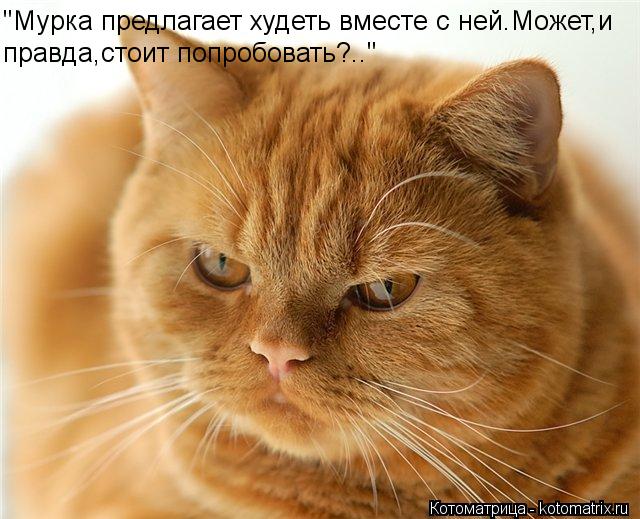 "Мурка предлагает худеть вместе с ней.Может,и правда,стоит попробовать?.."... Котоматрица: "Мурка предлагает худеть вместе с ней.Может,и правда,стоит попробовать?.."