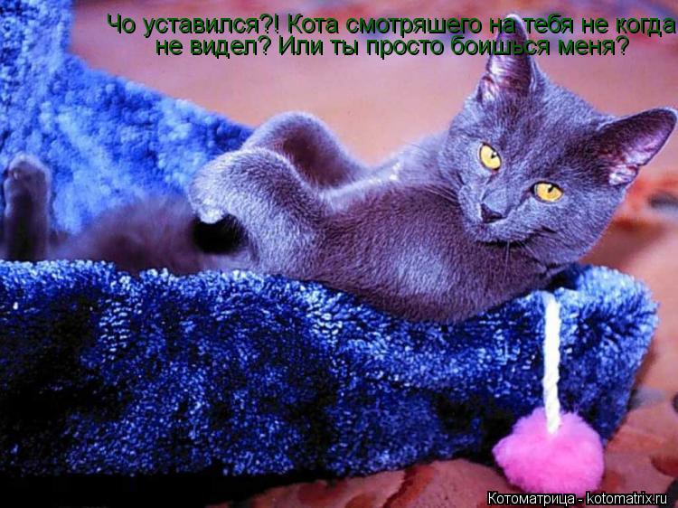 Котоматрица: Чо уставился?! Кота смотряшего на тебя не когда не видел? Или ты просто боишься меня?  не видел? Или ты просто боишься меня?