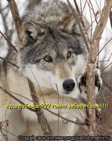 Котоматрица: куда побежал??? говно забери свое!!!!!