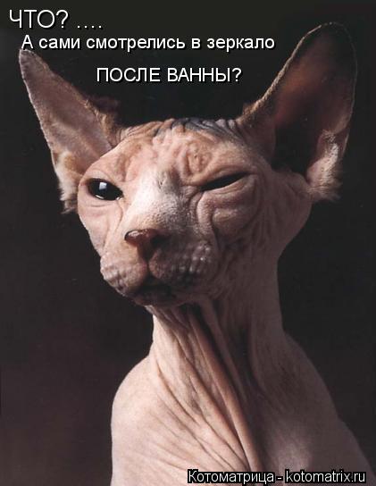 ЧТО? .... А сами смотрелись в зеркало ПОСЛЕ ВАННЫ?... Котоматрица: ЧТО? .... А сами смотрелись в зеркало ПОСЛЕ ВАННЫ?