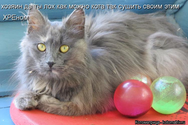 хозяин да ты лох как можно кота так сушить своим этим ХРЕном... Котоматрица: хозяин да ты лох как можно кота так сушить своим этим ХРЕном