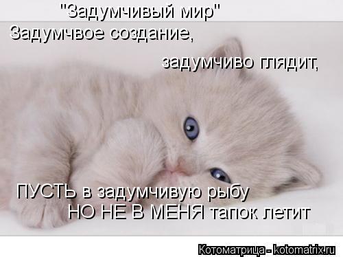 Котоматрица: Задумчвое создание, задумчиво глядит, ПУСТЬ в задумчивую рыбу НО НЕ В МЕНЯ тапок летит "Задумчивый мир"