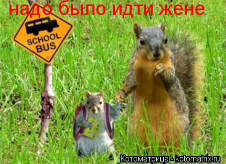 надо было идти жене... Котоматрица: надо было идти жене