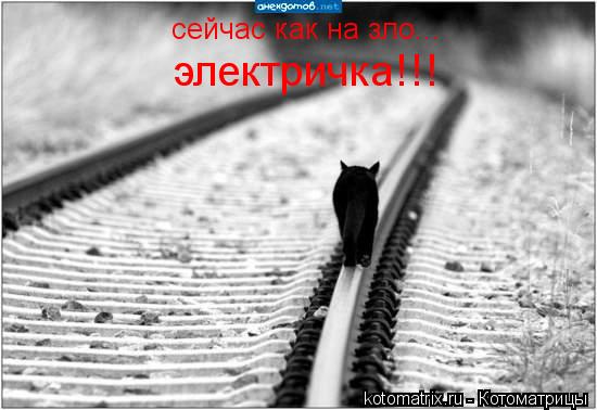 сейчас как на зло... электричка!!!... Котоматрица: сейчас как на зло... электричка!!!