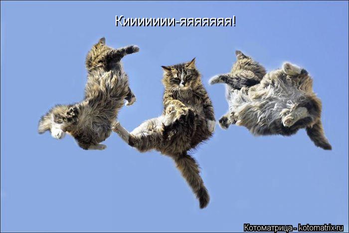 Котоматрица: Киииииии-яяяяяяя!