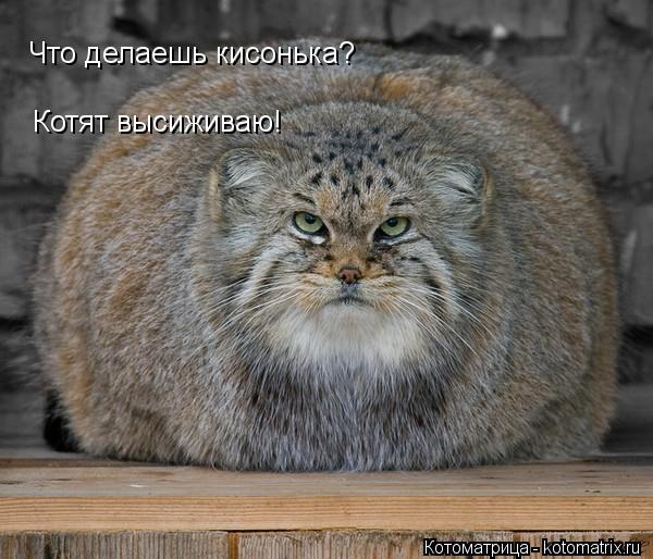 Что делаешь кисонька? Котят высиживаю!... Котоматрица: Что делаешь кисонька? Котят высиживаю!