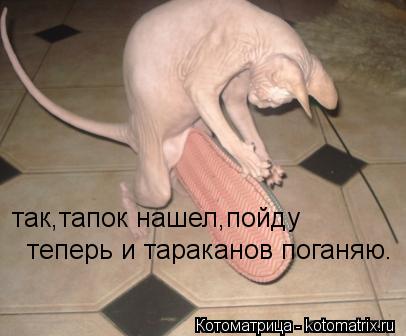 так,тапок нашел,пойду теперь и тараканов поганяю.... Котоматрица: так,тапок нашел,пойду теперь и тараканов поганяю.