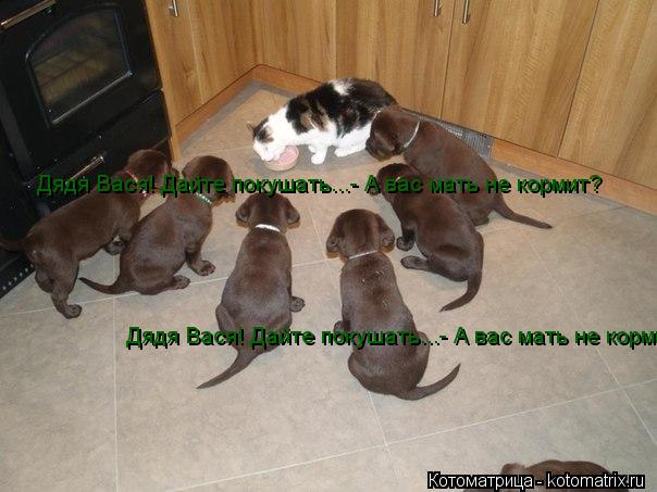Дядя Вася! Дайте покушать...- А вас мать не кормит? Дядя Вася! Дайте покушать...- А вас мать не корми... Котоматрица: Дядя Вася! Дайте покушать...- А вас мать не кормит? Дядя Вася! Дайте покушать...- А вас мать не кормит?