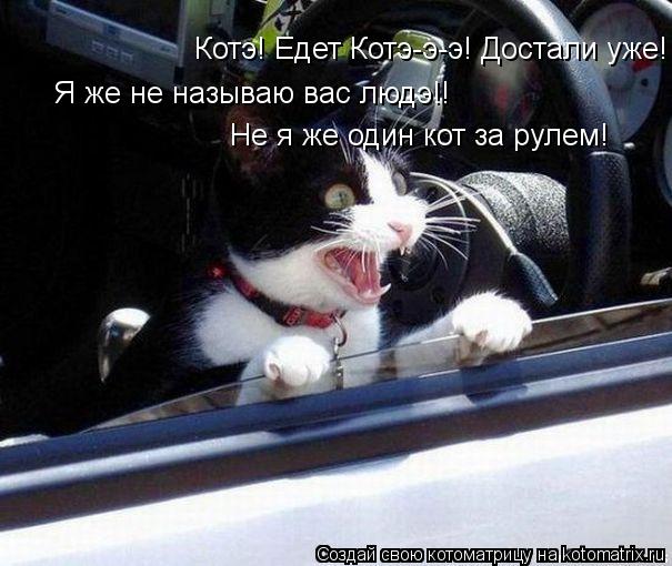 Котоматрица: Котэ! Едет Котэ-э-э! Достали уже! Я же не называю вас людэ!!  Я же не называю вас людэ!! Не я же один кот за рулем!